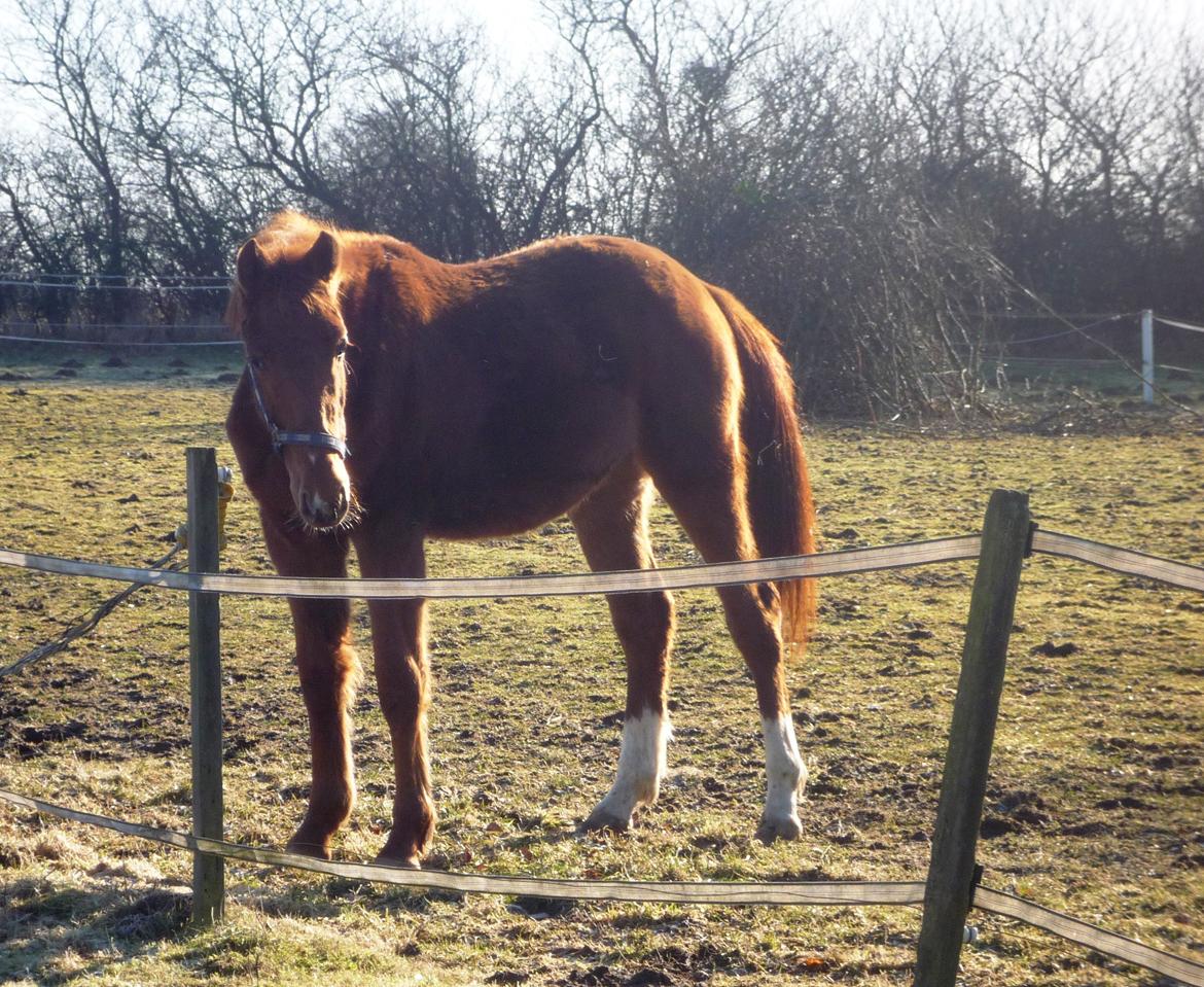 Anden særlig race Rocky - Min smukke hest (01.03.13 - Laura Mailand) billede 2