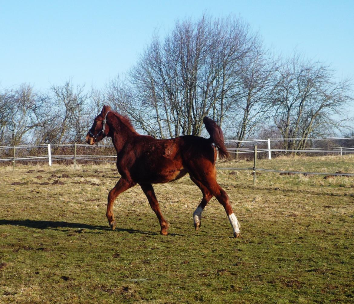 Anden særlig race Rocky - (01.03.13 - Laura Mailand) billede 17