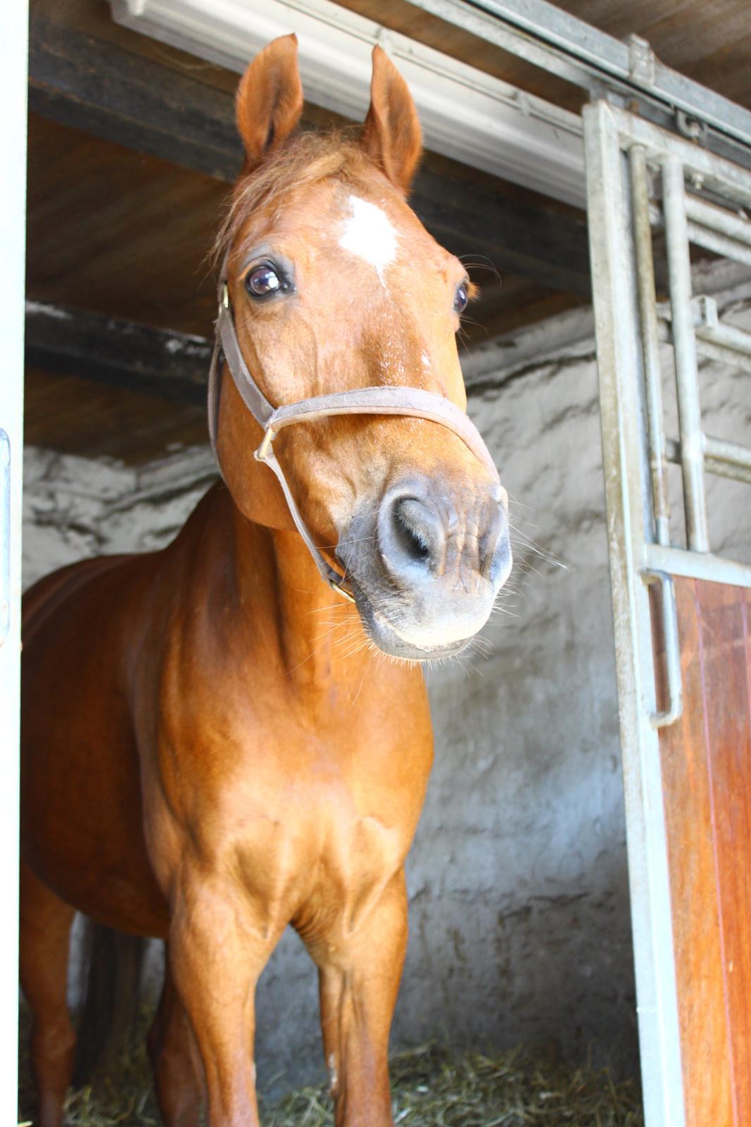 Anden særlig race Piccolo billede 1
