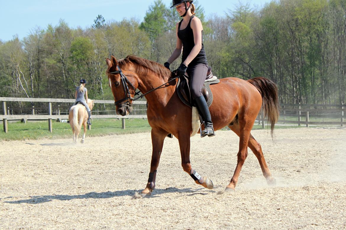 Anden særlig race Piccolo billede 20