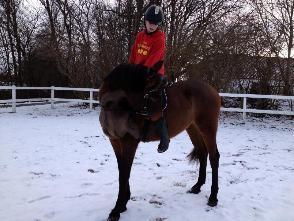 Anden særlig race Clint - Sød hesti :) 19-02-13 billede 17
