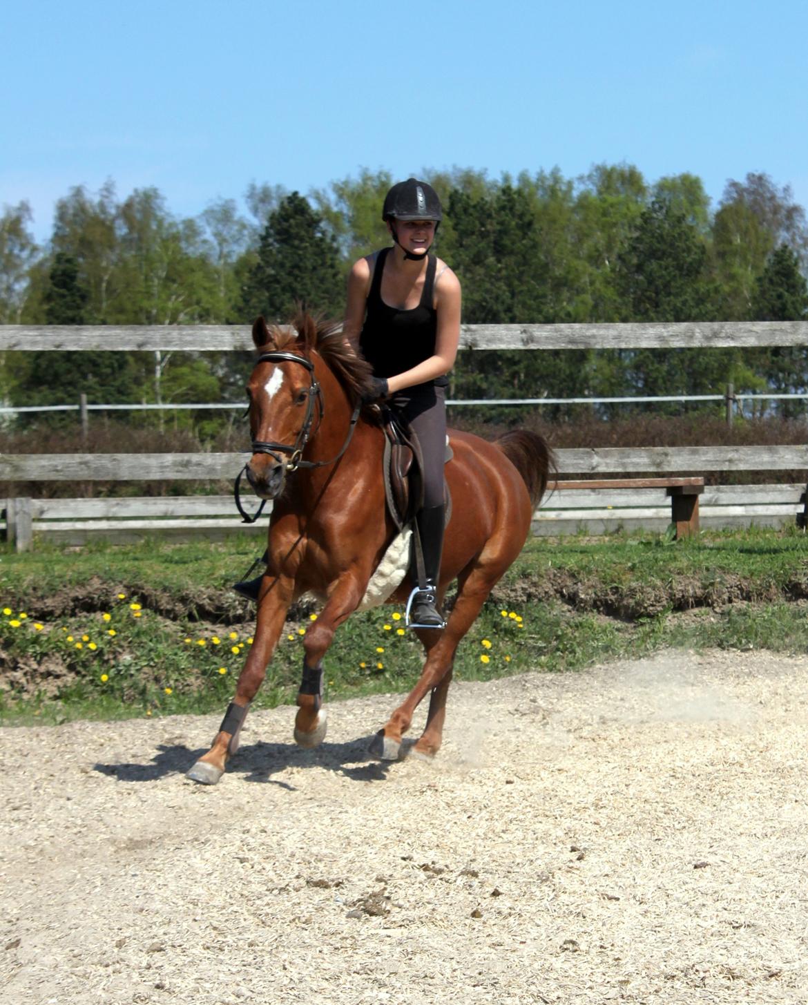 Anden særlig race Piccolo billede 8