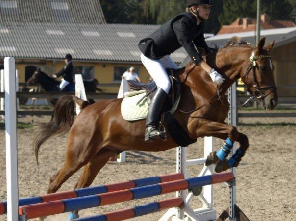 Anden særlig race Piccolo billede 12