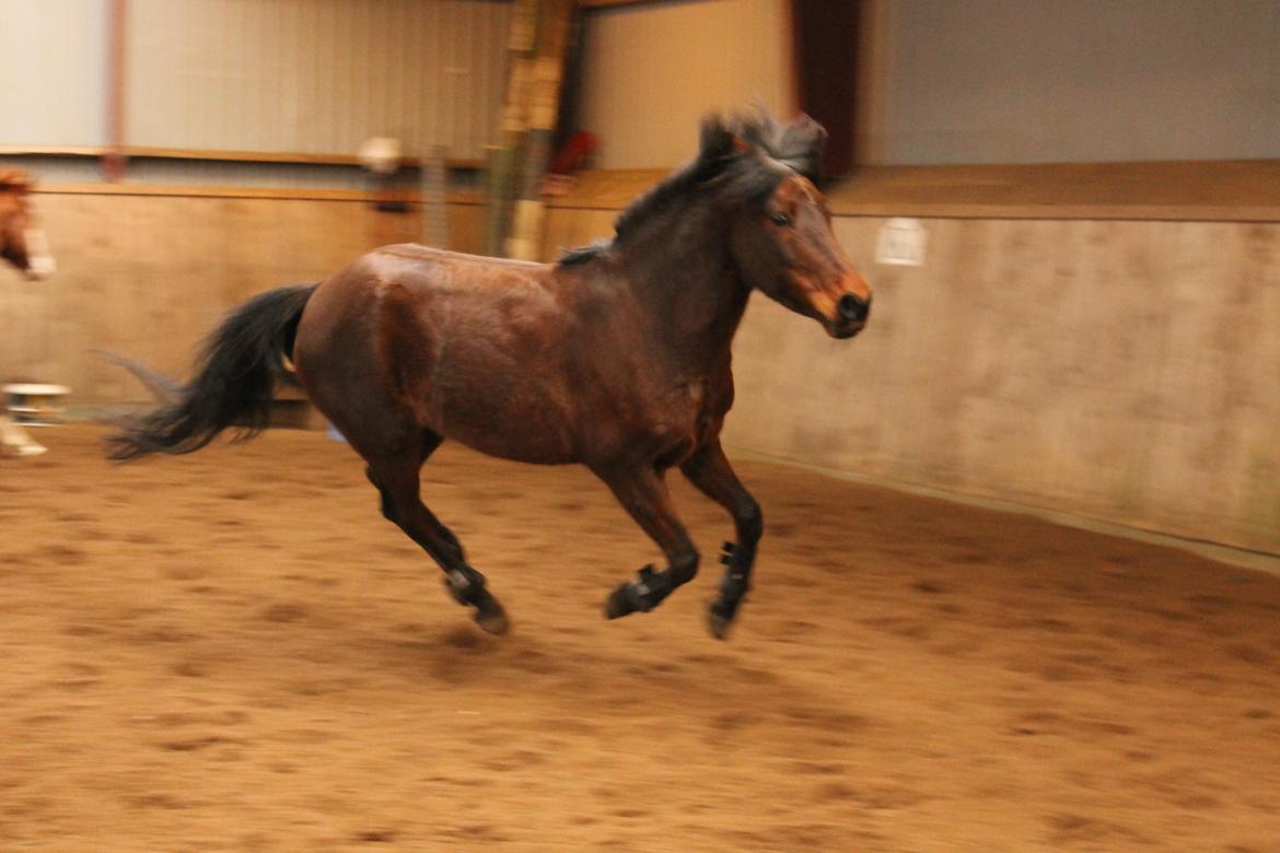 Anden særlig race Mabelle >min smukke< - Hun er glad min pige! og igen er jeg træt af min fokusering men hun løber for hurtigt den pony *; (25. feb. 2013) billede 15