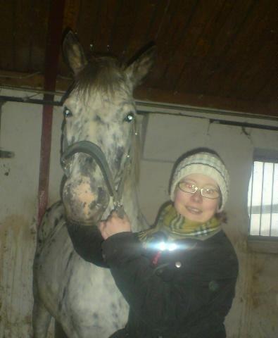 Knabstrupper elmelunds lua lani solgt - lua lani,s far  billede 11