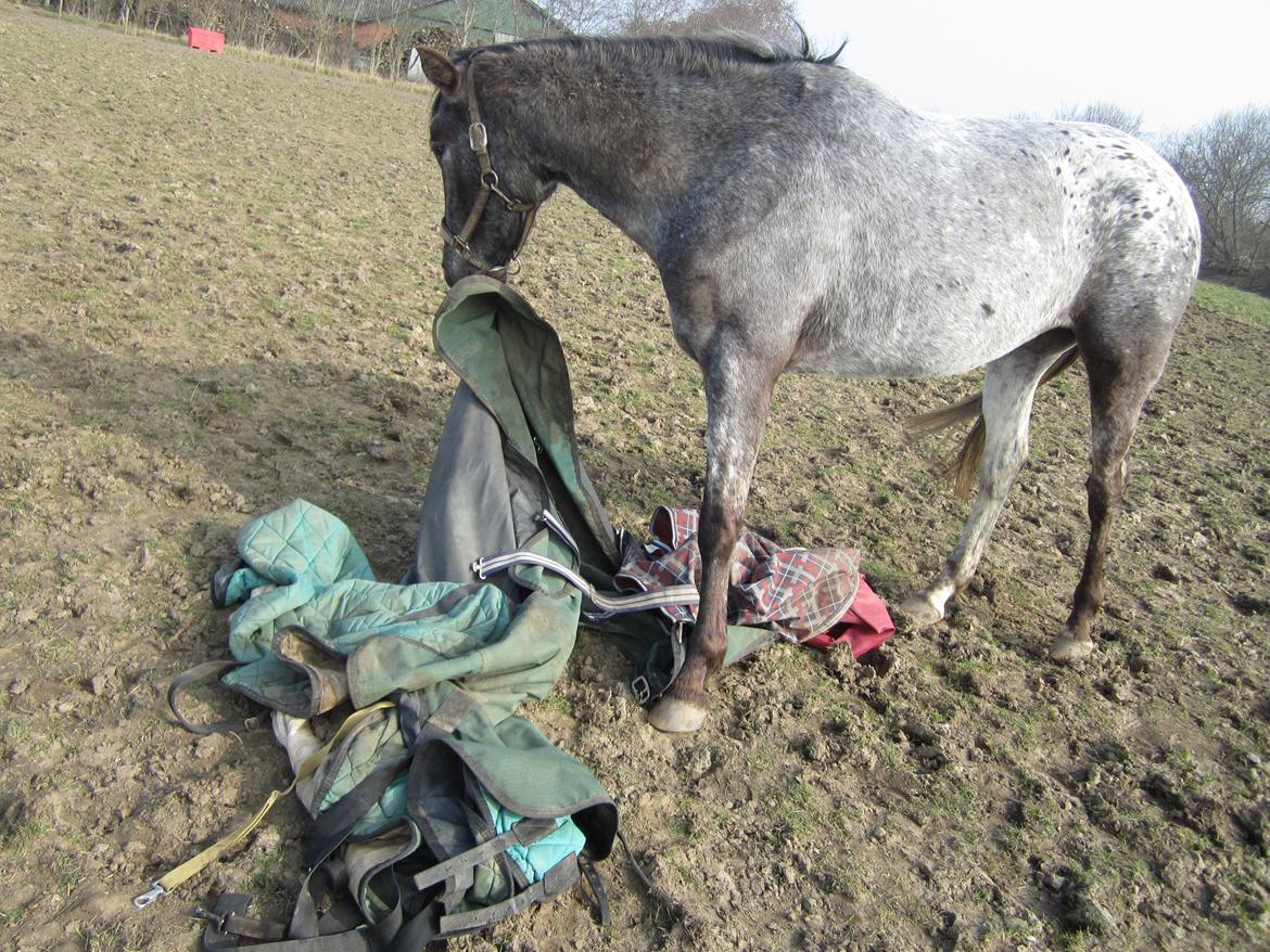 Knabstrupper elmelunds lua lani solgt billede 12