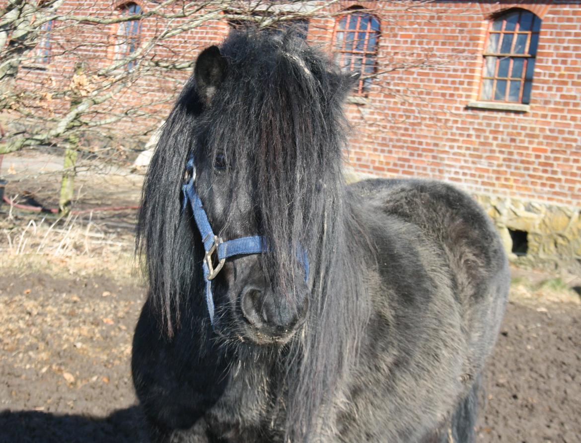 Shetlænder Waulkmill Woodpecker billede 1