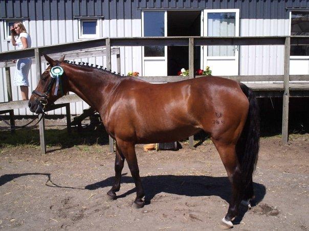 Knabstrupper elmelunds lua lani solgt - lua lani.s mor billede 13