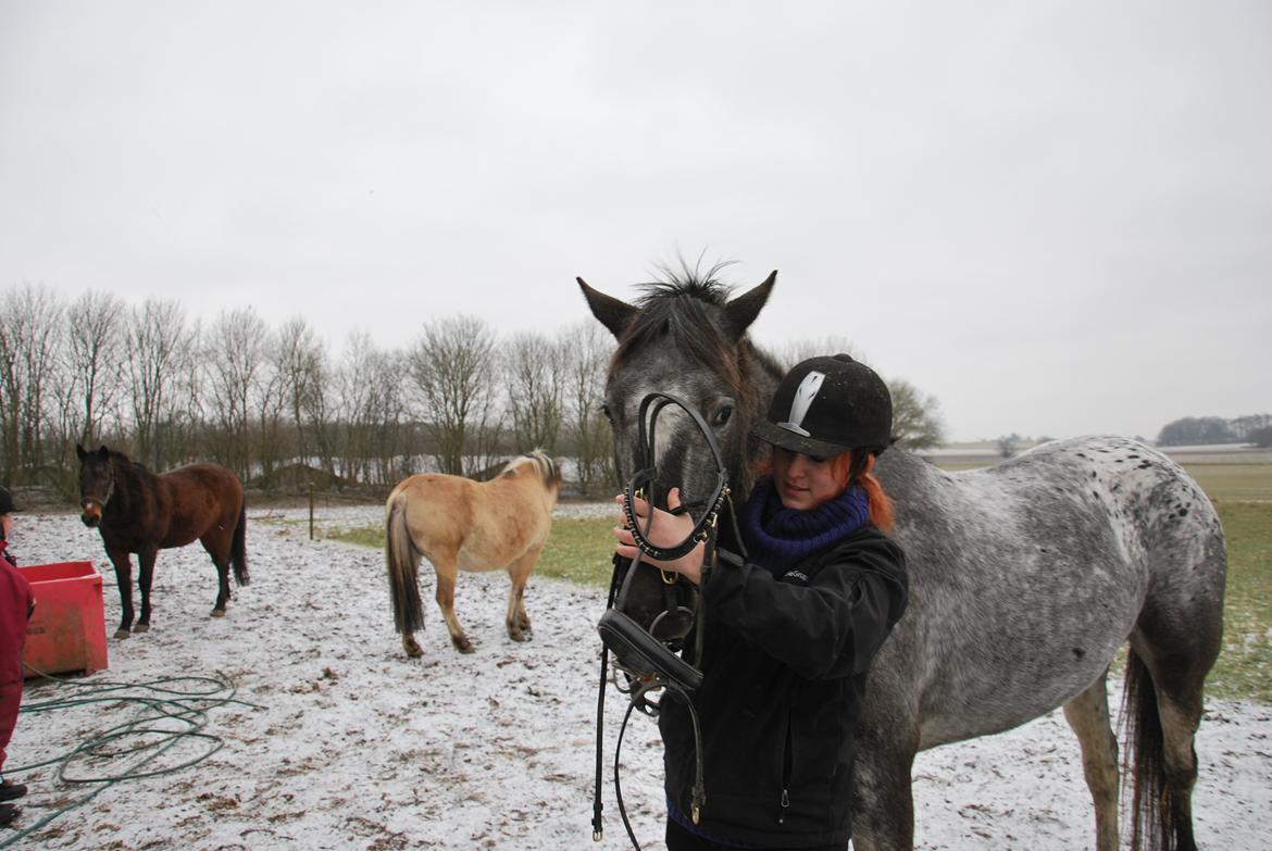 Knabstrupper elmelunds lua lani solgt billede 1
