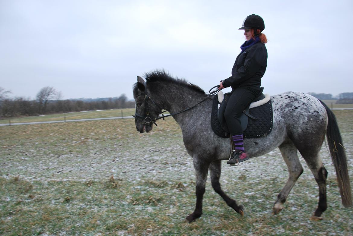 Knabstrupper elmelunds lua lani solgt billede 14