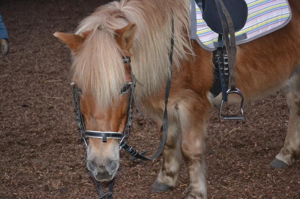 Anden særlig race Maj billede 10