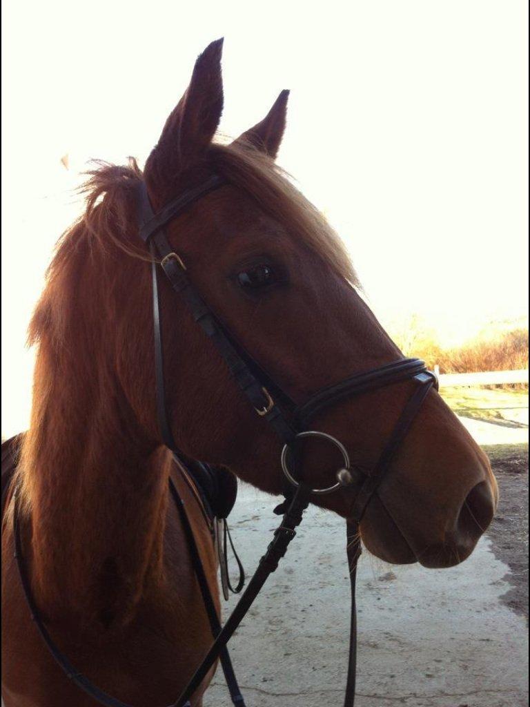 Anden særlig race Eligance billede 15