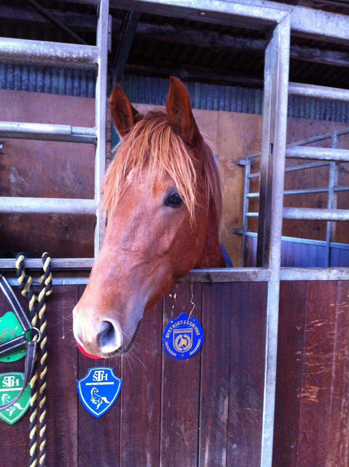 Anden særlig race Eligance billede 16