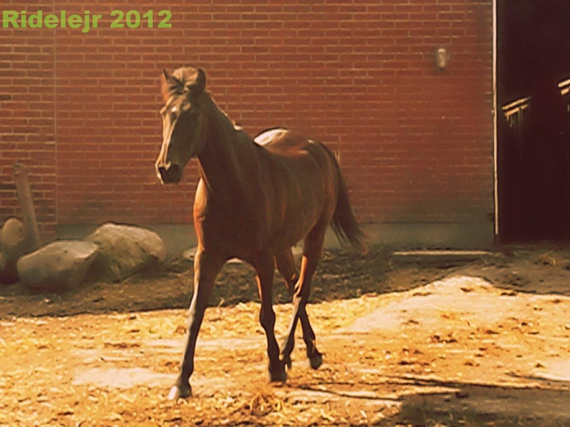 Anden særlig race Dick Tressey - Ridelejr 2012 billede 12