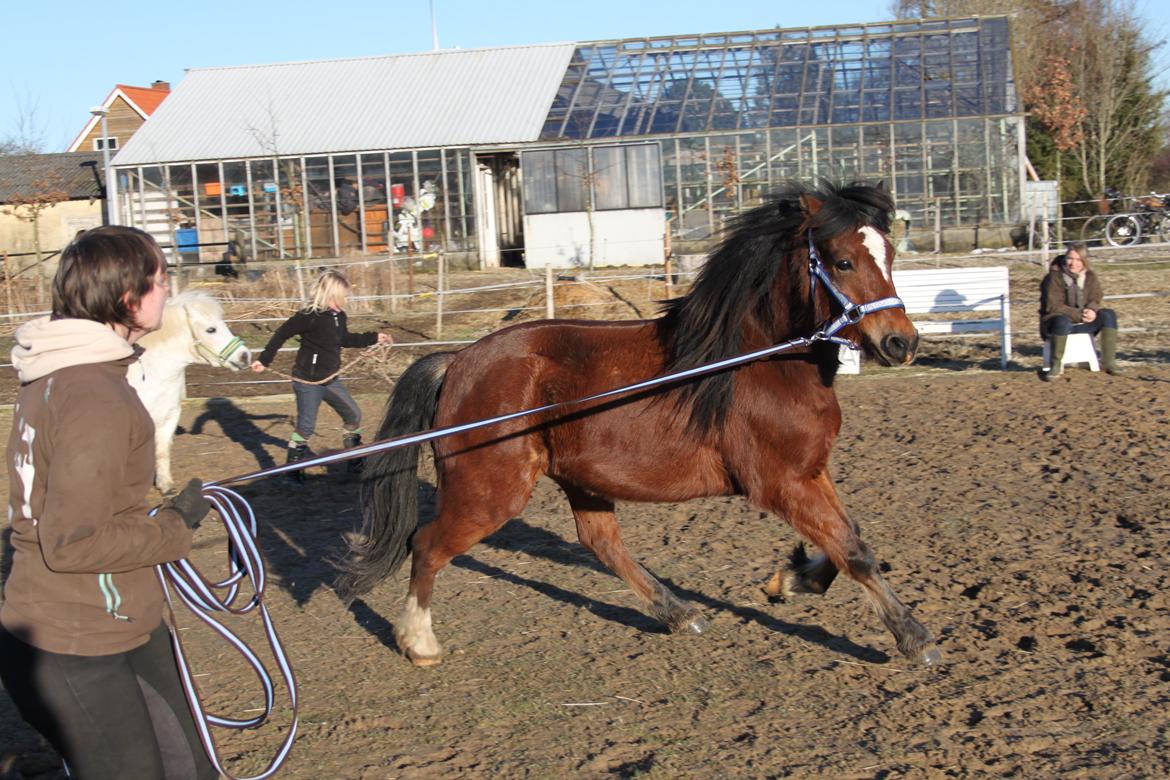 Welsh Pony af Cob-type (sec C) Gribsvad Mango (Har lånt) - Han er da lidt lækker.! ;)  billede 10