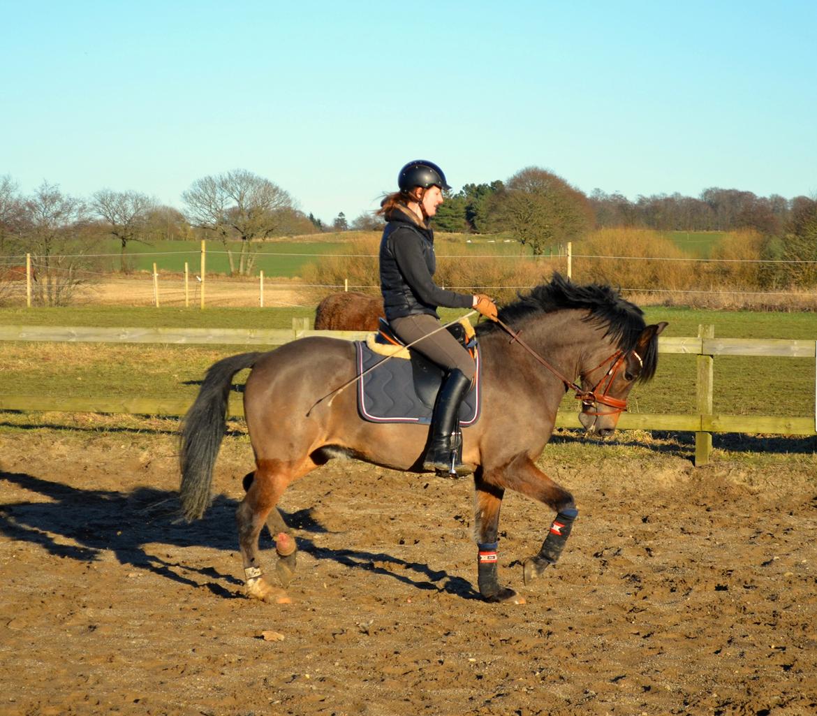 New Forest Skovbo Kronos II - Kronos 1. gang udendørs og 7. gang med rytter! <3 billede 15