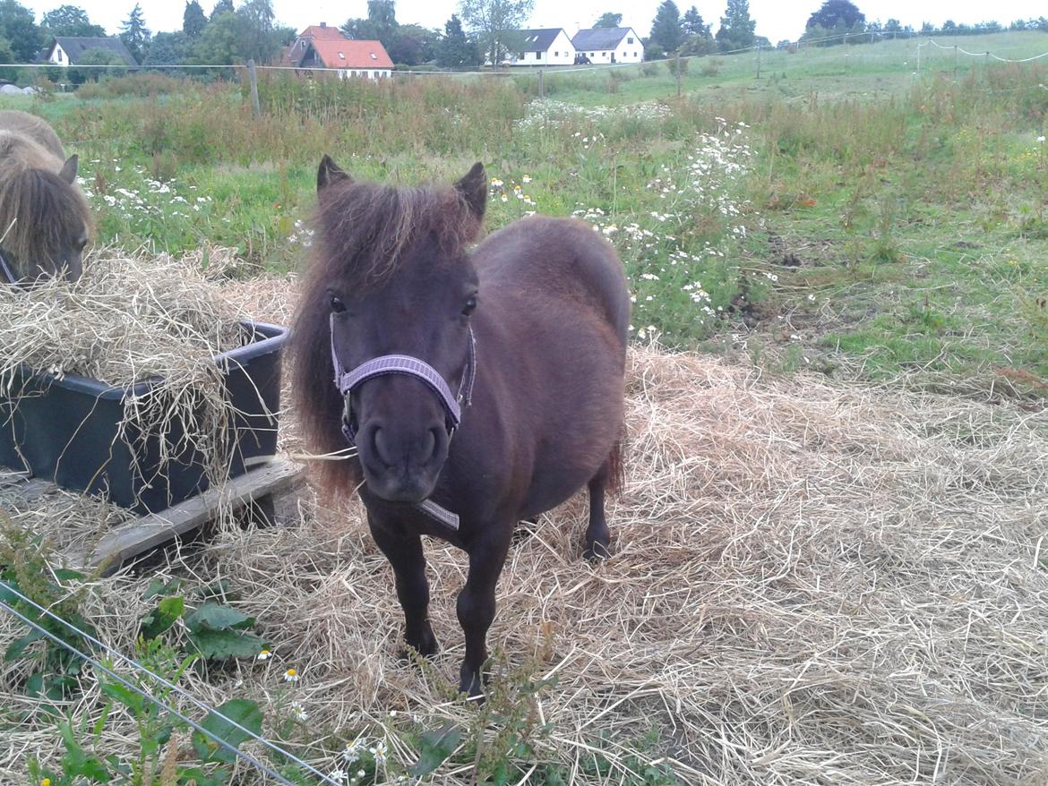 Shetlænder Bakkegaards Gertrud - Hygge på folden :p billede 4