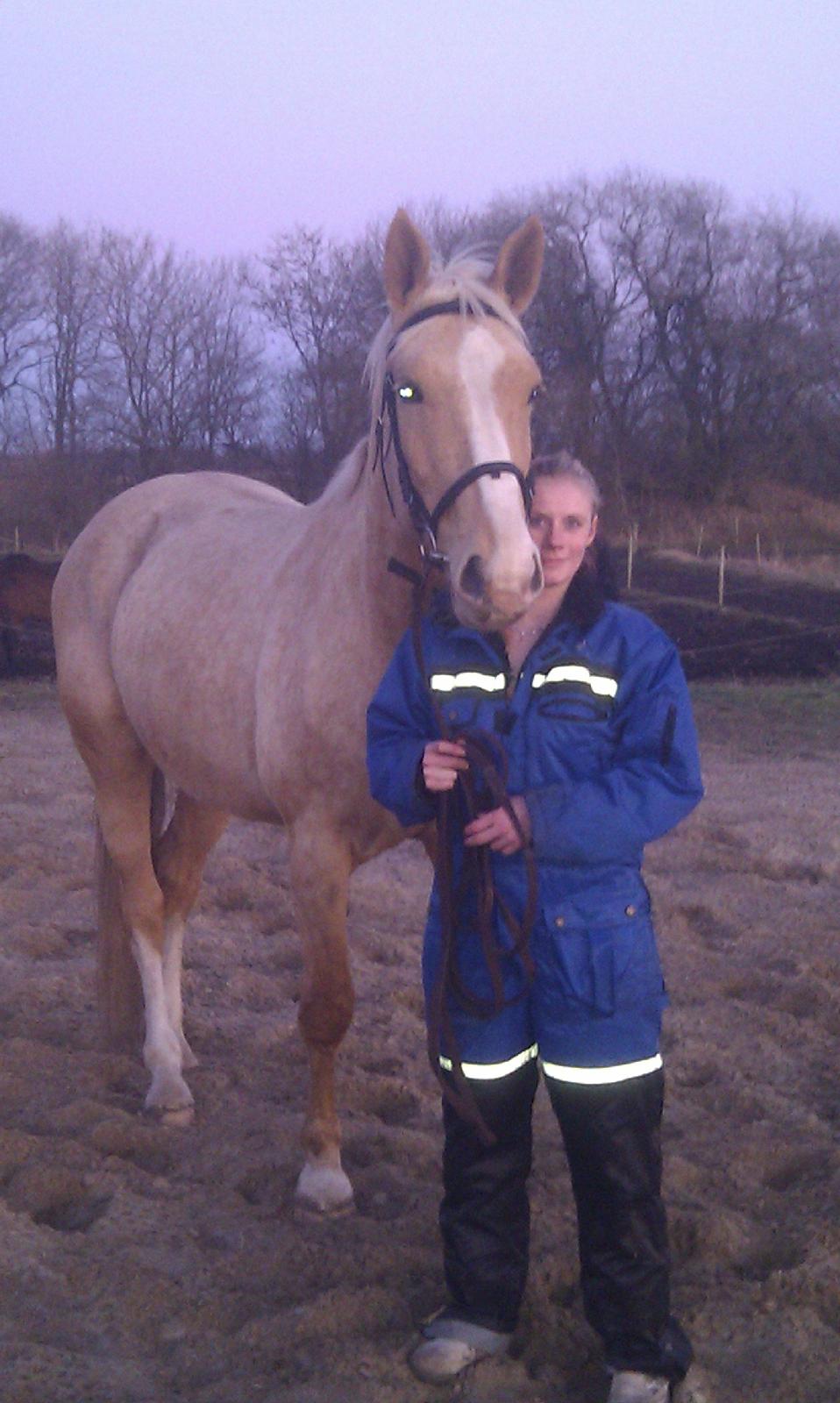Palomino Heimdals Joy Of Gold - Da jeg næsten lige havde fået joy hjem :) billede 3