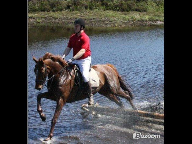 Fuldblod (XX) Red Lightning. billede 1