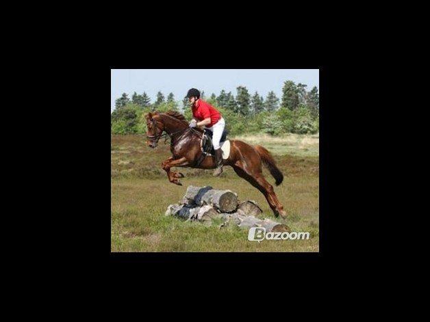 Fuldblod (XX) Red Lightning. billede 2