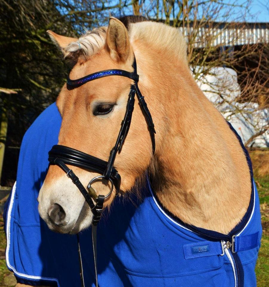 Fjordhest Samsingsgårds Champ billede 20