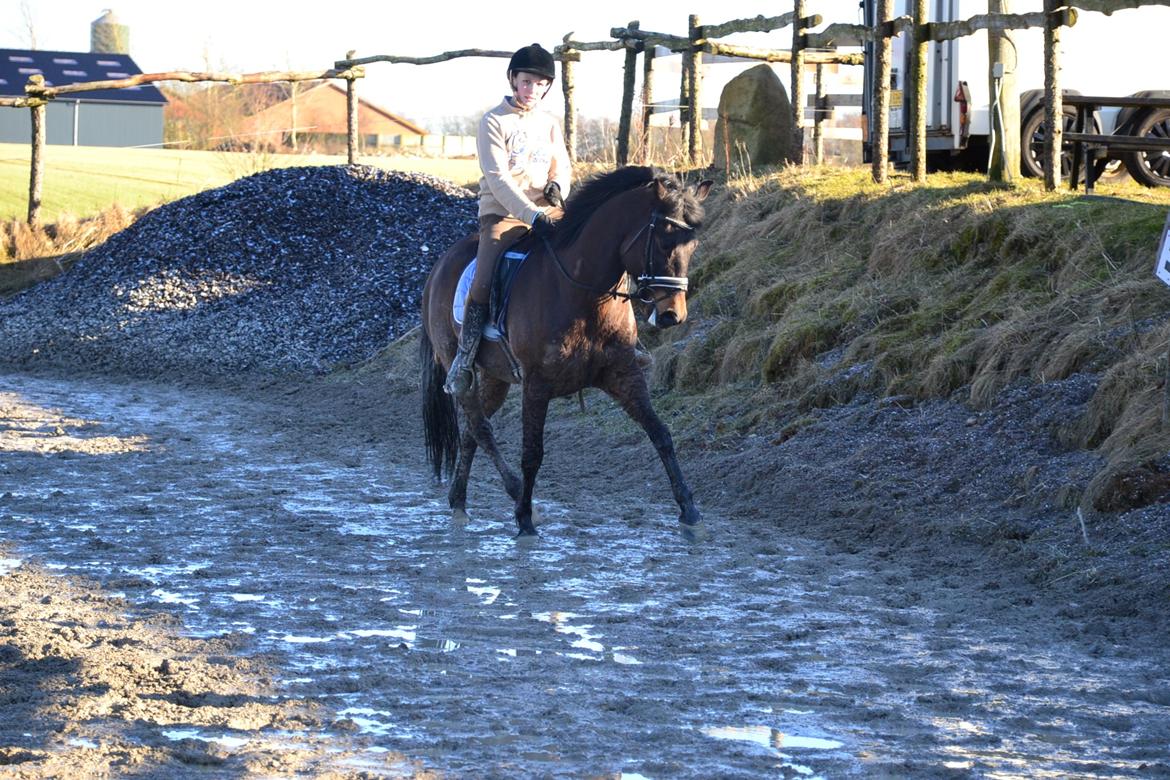 New Forest Meldgaardens Sir Duncan - B-pony - Der arbejdes på traversaderne. billede 6