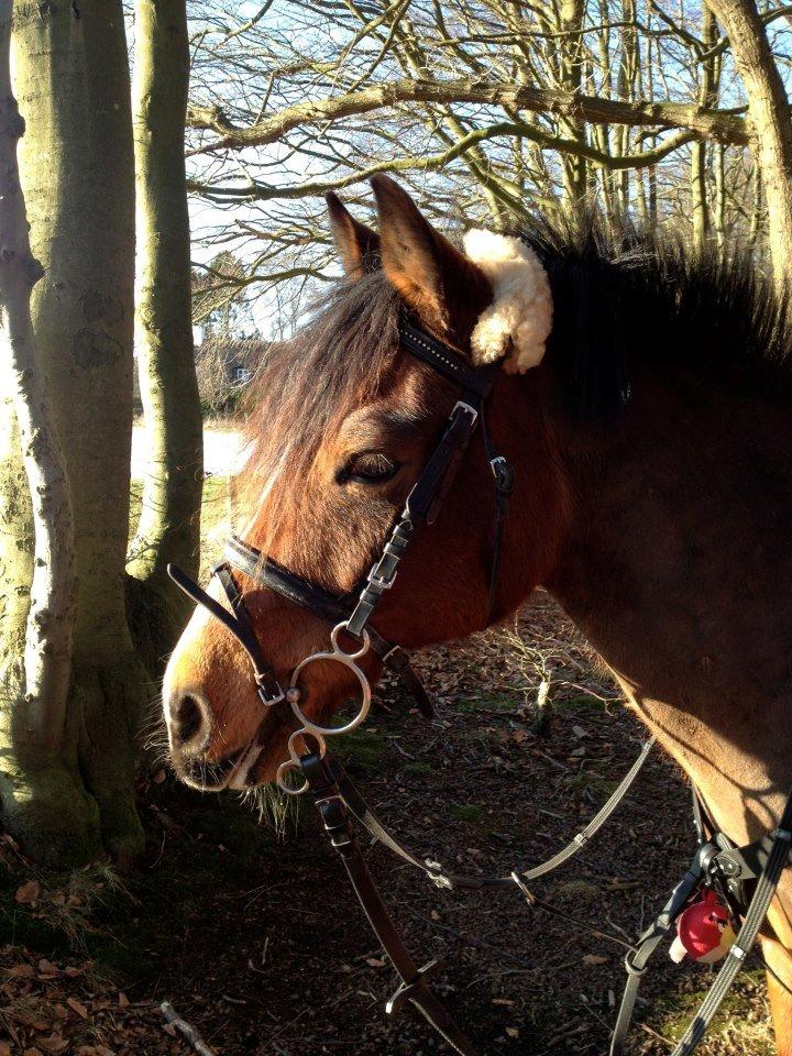 Anden særlig race La-Paloma - 
Min smukke pony nyder den første forårs sol<3 billede 5