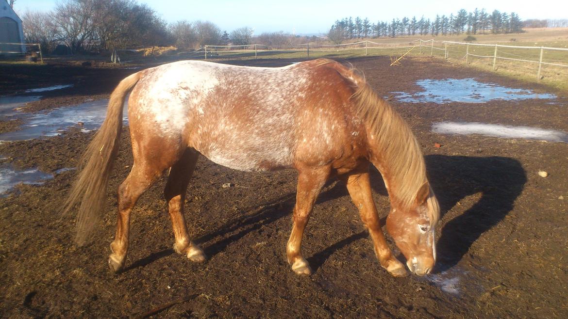 Appaloosa Mister Sebrano billede 14