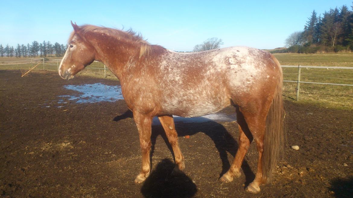 Appaloosa Mister Sebrano billede 17