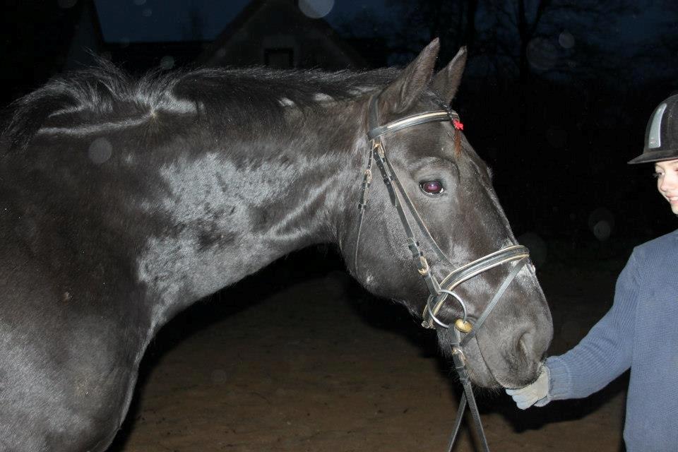 Oldenborg *Happy Meal* Dion <3 - Flotte Dion!! billede 2