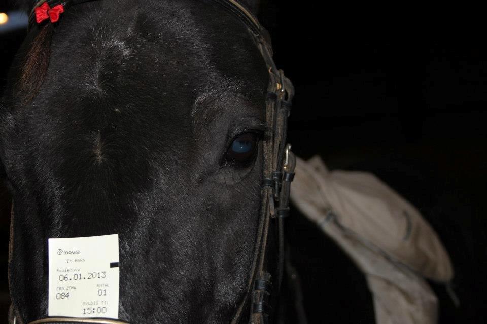Oldenborg *Happy Meal* Dion <3 - Smukke Dion skal til Vedde!! <3<3 billede 1