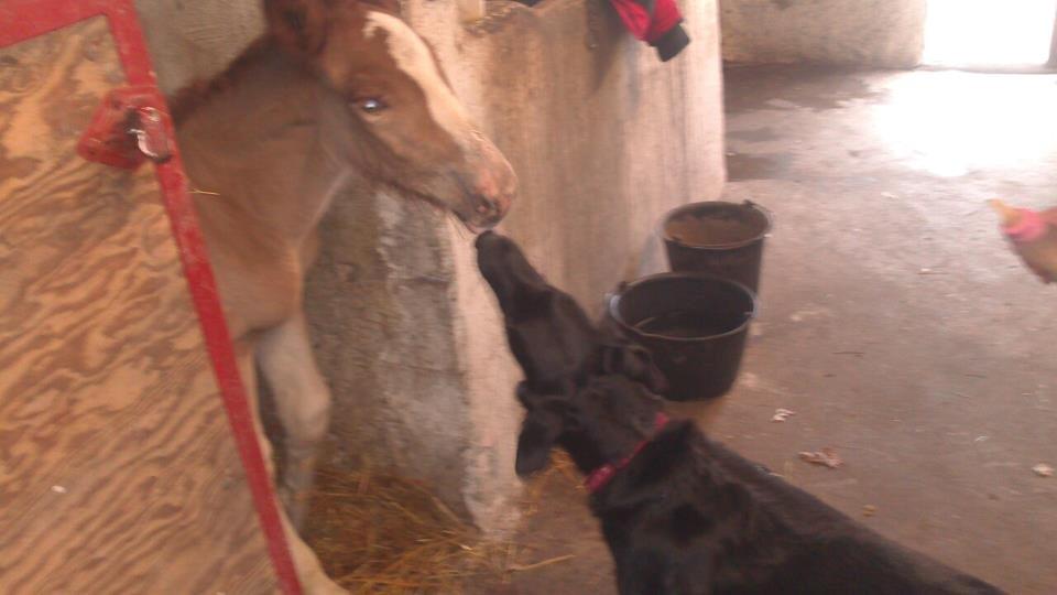 Jyde Amanda - kikke (hunden) og amanda :) de er så søde sammen billede 7