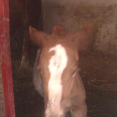 Jyde Amanda billede 10