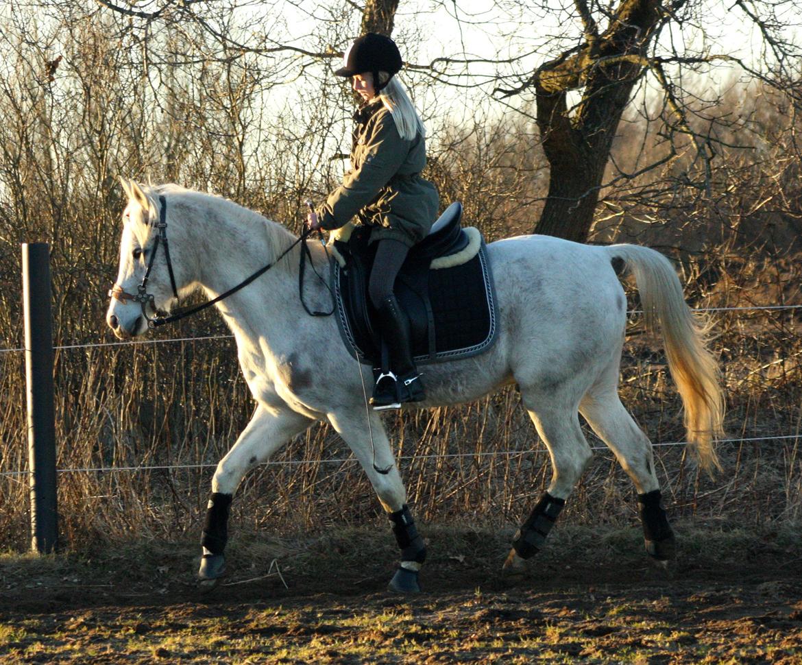 Anden særlig race White Boy - Julie og White Boy - Marts 2013. billede 19