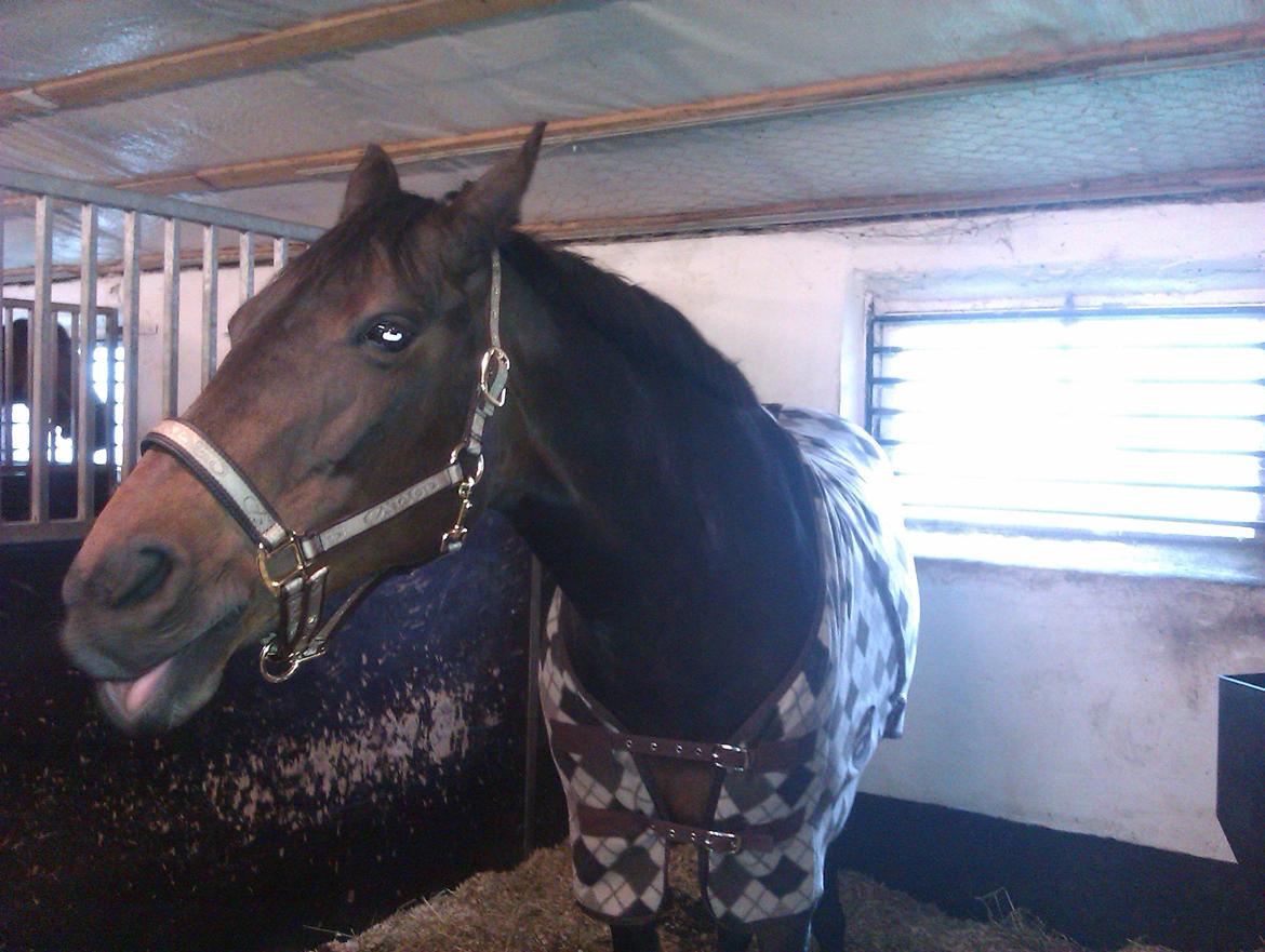 Dansk Varmblod Mary Fair <3 billede 2