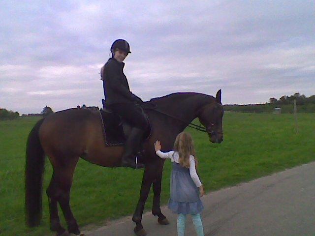 Dansk Varmblod Mary Fair <3 billede 3