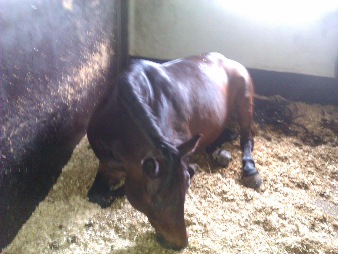 Dansk Varmblod Mary Fair <3 billede 4