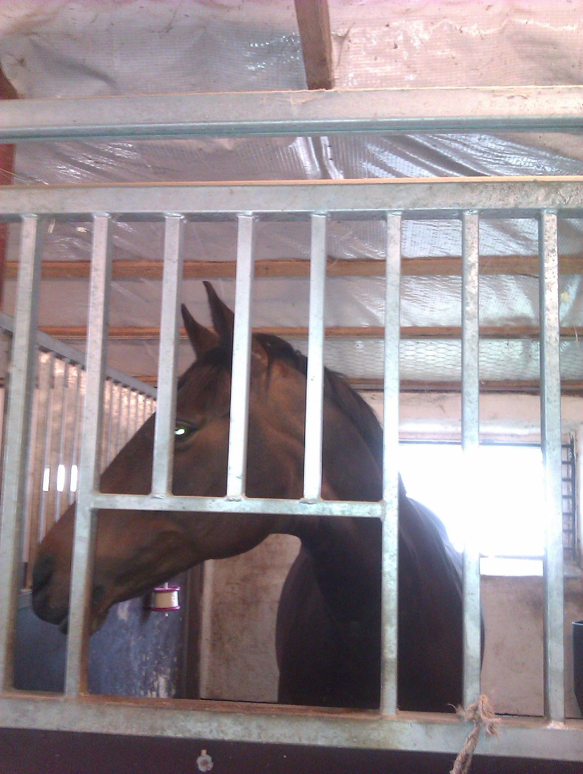 Dansk Varmblod Mary Fair <3 billede 5