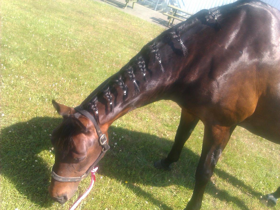 Dansk Varmblod Mary Fair <3 billede 6