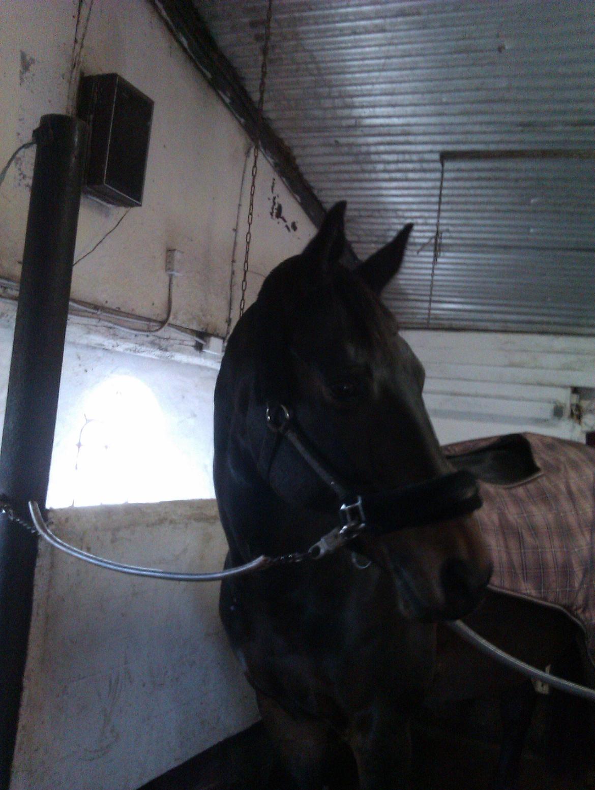 Dansk Varmblod Mary Fair <3 billede 7