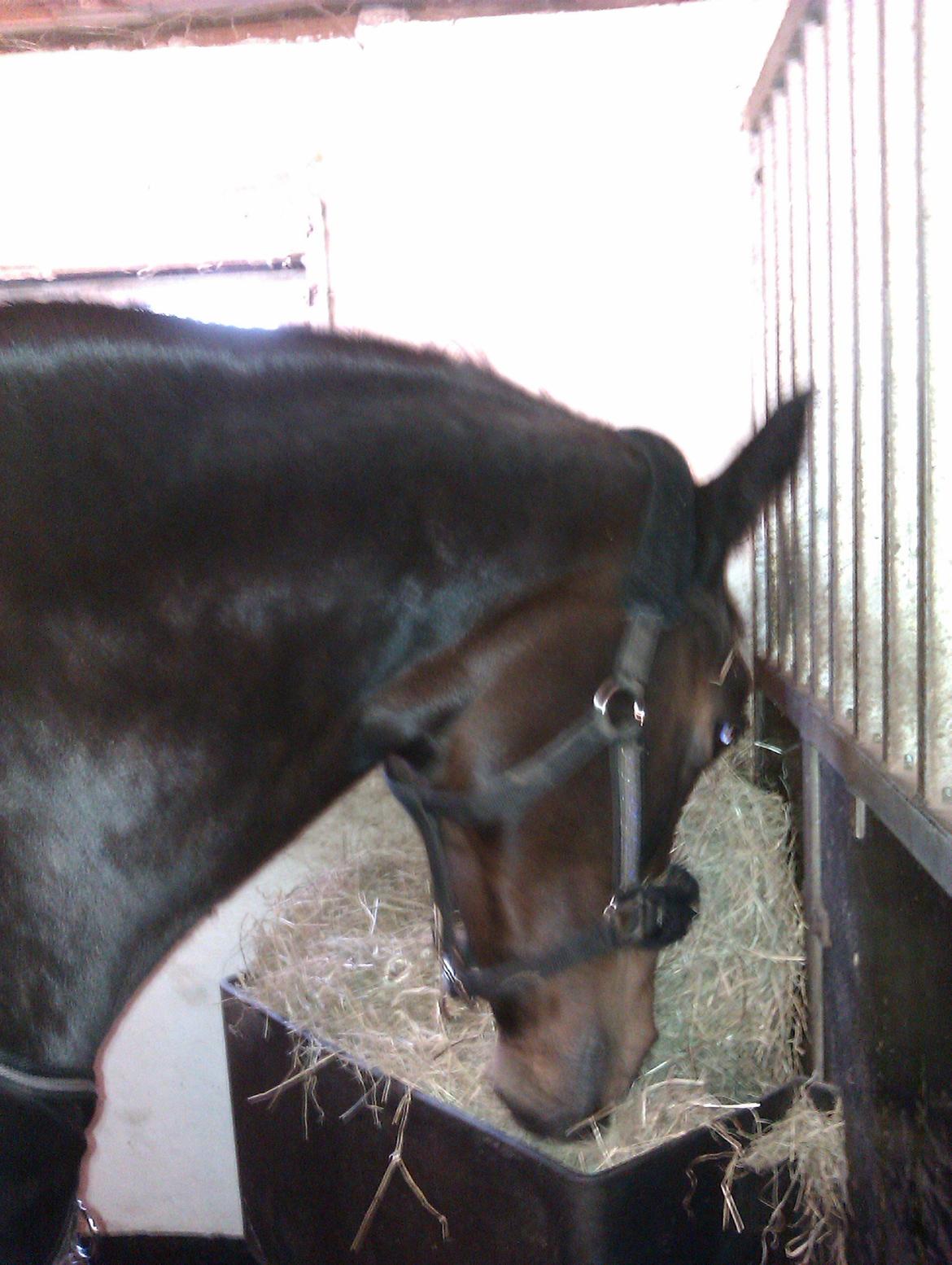 Dansk Varmblod Mary Fair <3 billede 8