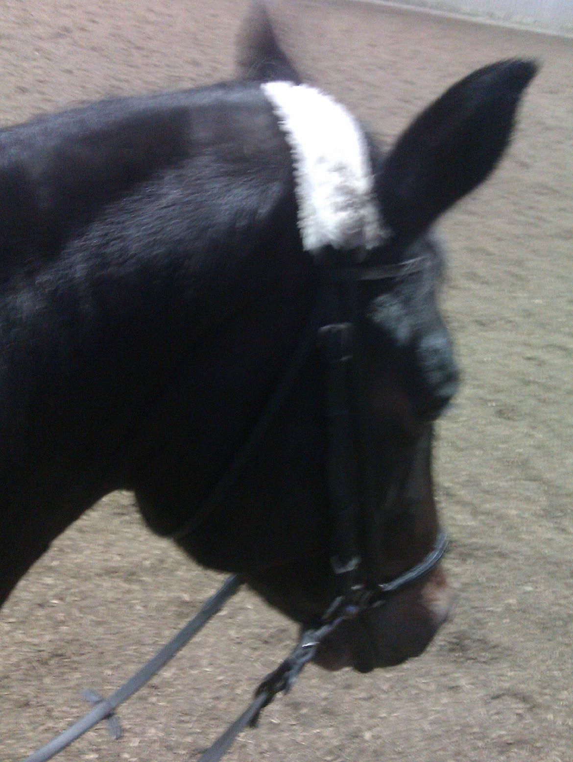 Dansk Varmblod Mary Fair <3 billede 9