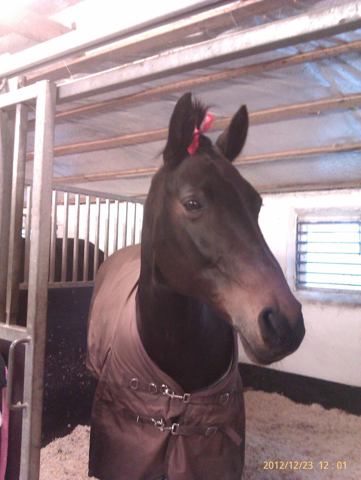 Dansk Varmblod Mary Fair <3 billede 10