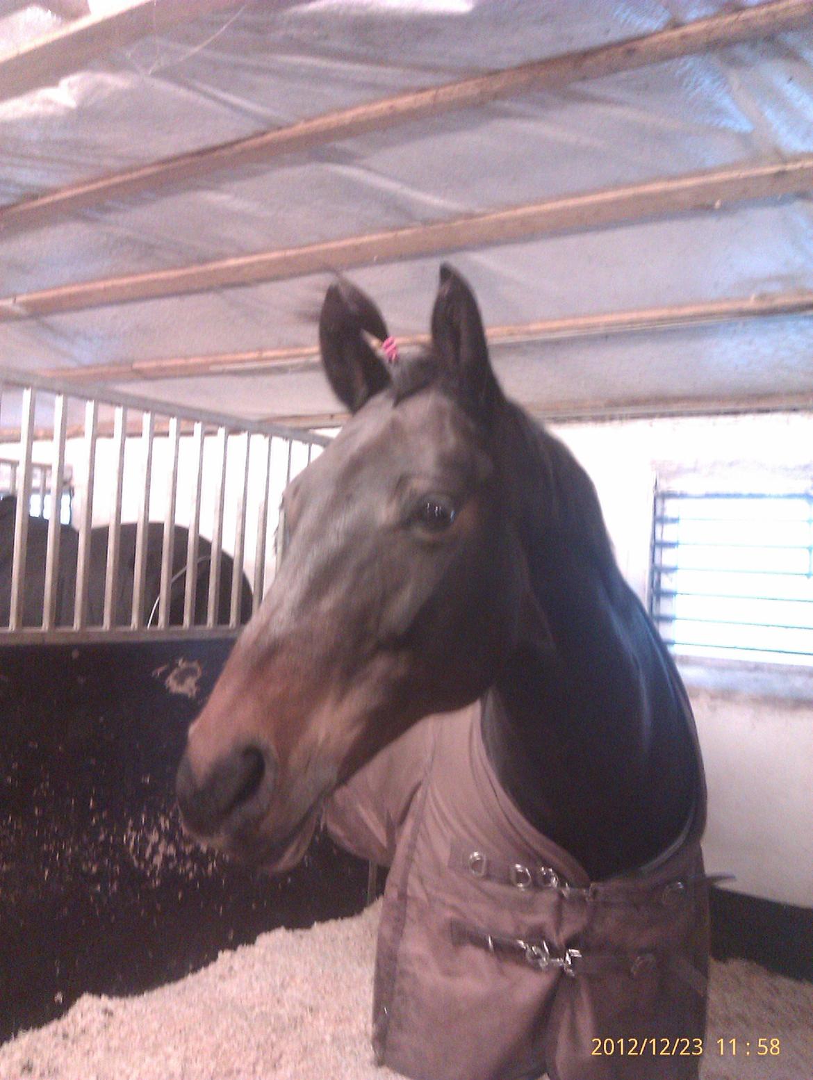 Dansk Varmblod Mary Fair <3 billede 11