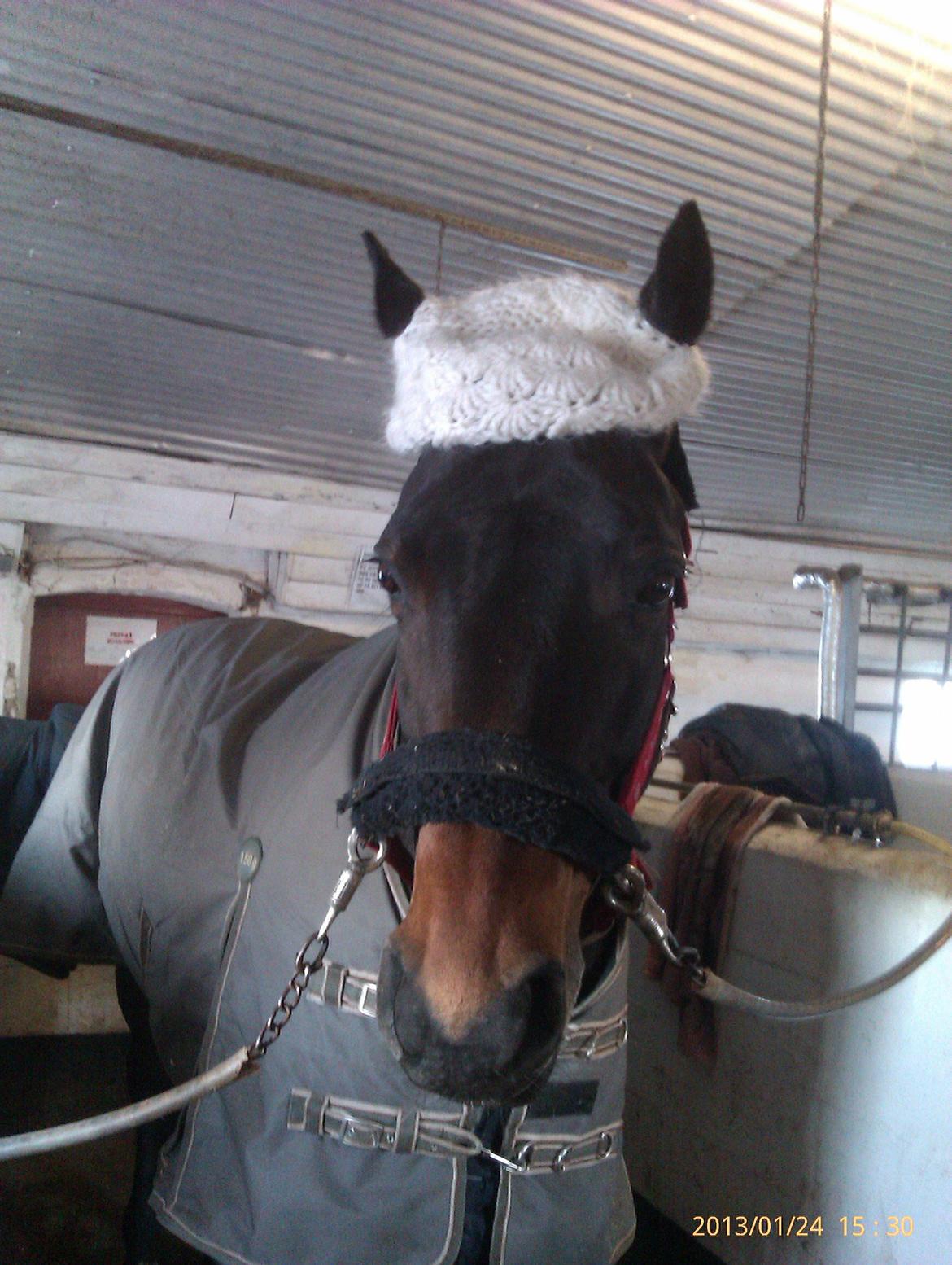 Dansk Varmblod Mary Fair <3 billede 12