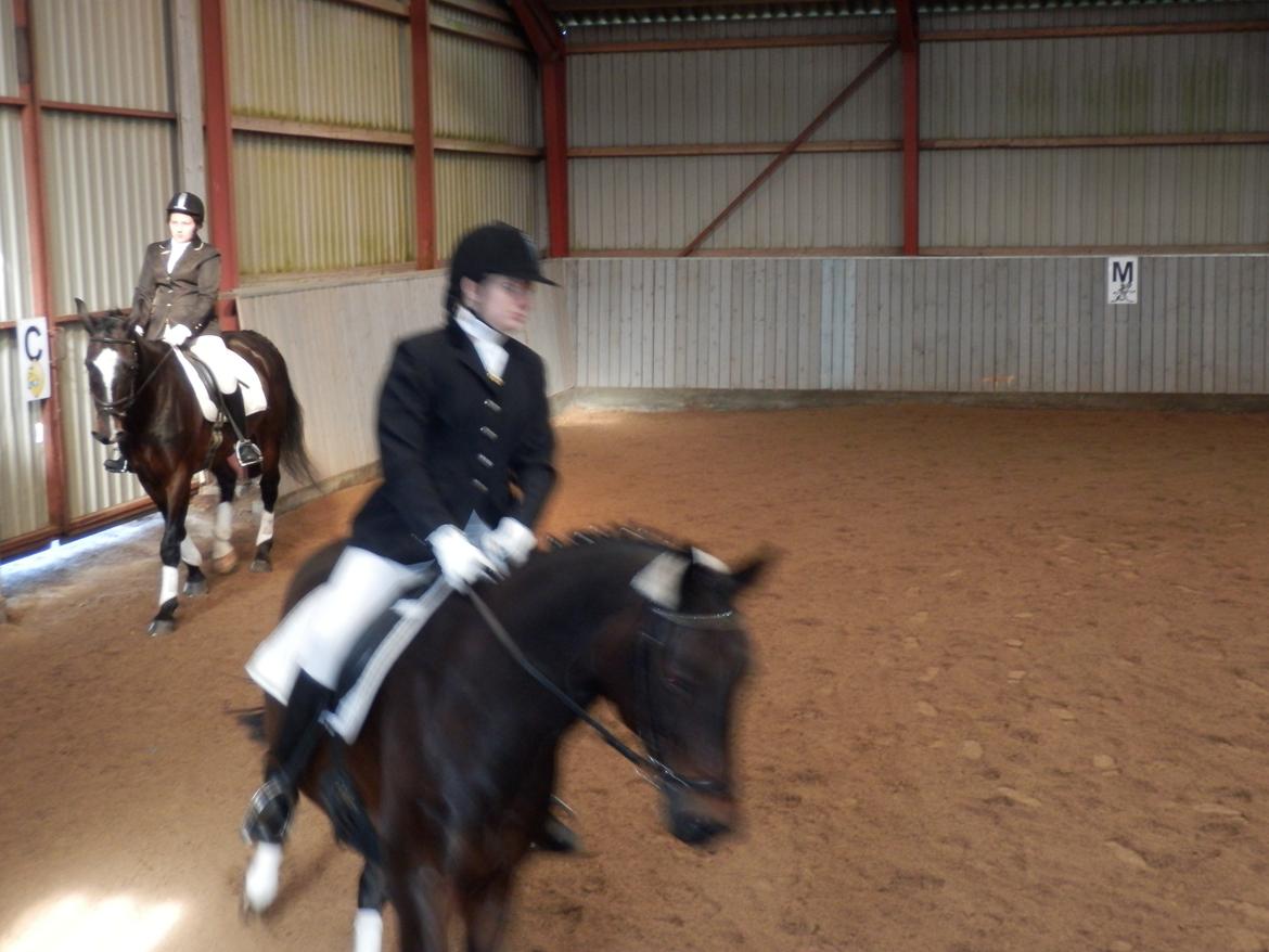 Dansk Varmblod Mary Fair <3 billede 13