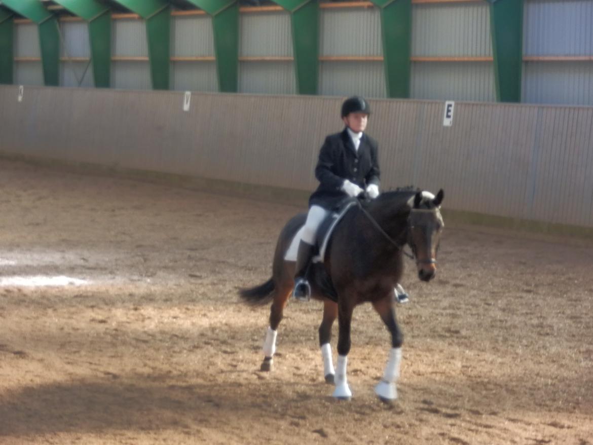 Dansk Varmblod Mary Fair <3 billede 14