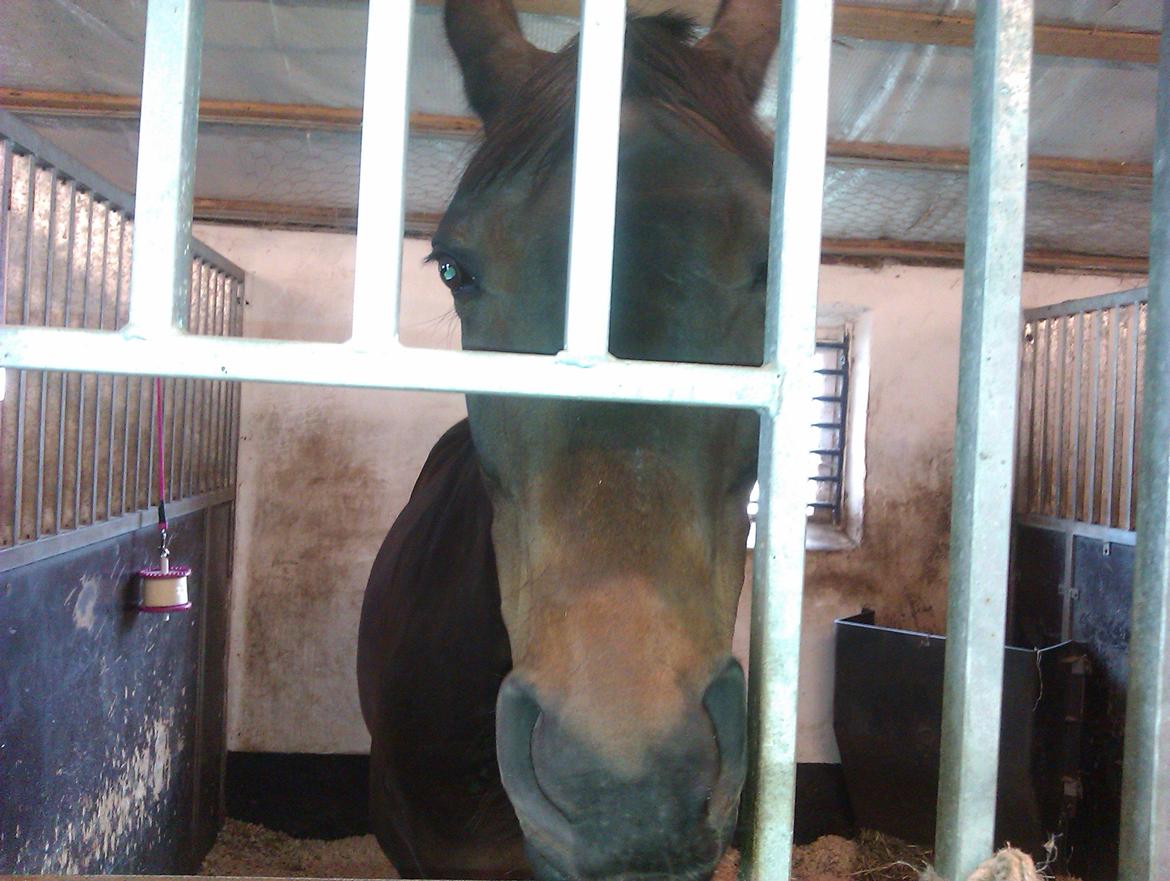 Dansk Varmblod Mary Fair <3 billede 15