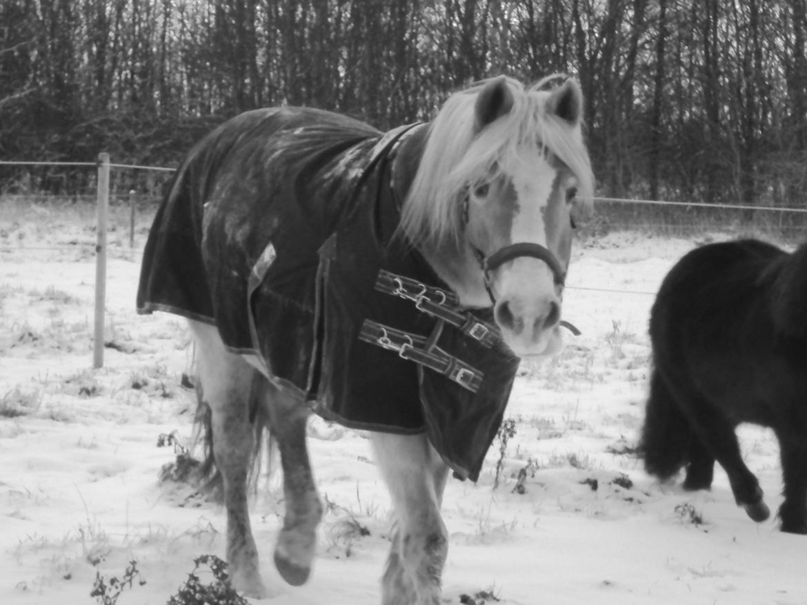 Tyroler Haflinger Bonny billede 20
