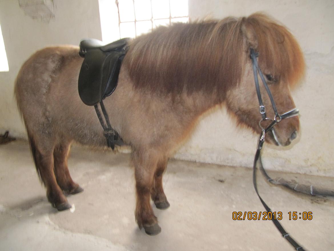 Islænder Baldur billede 6